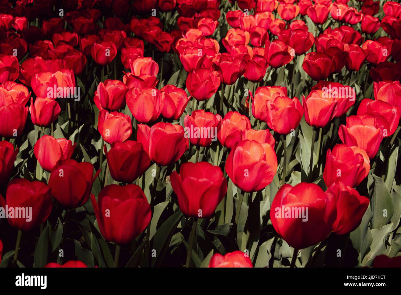 Beijing, China. 15th Apr, 2022. Tulips bloom in Beijing, China on 15/04/2022 by Wiktor Dabkowski Credit: dpa/Alamy Live News Stock Photo