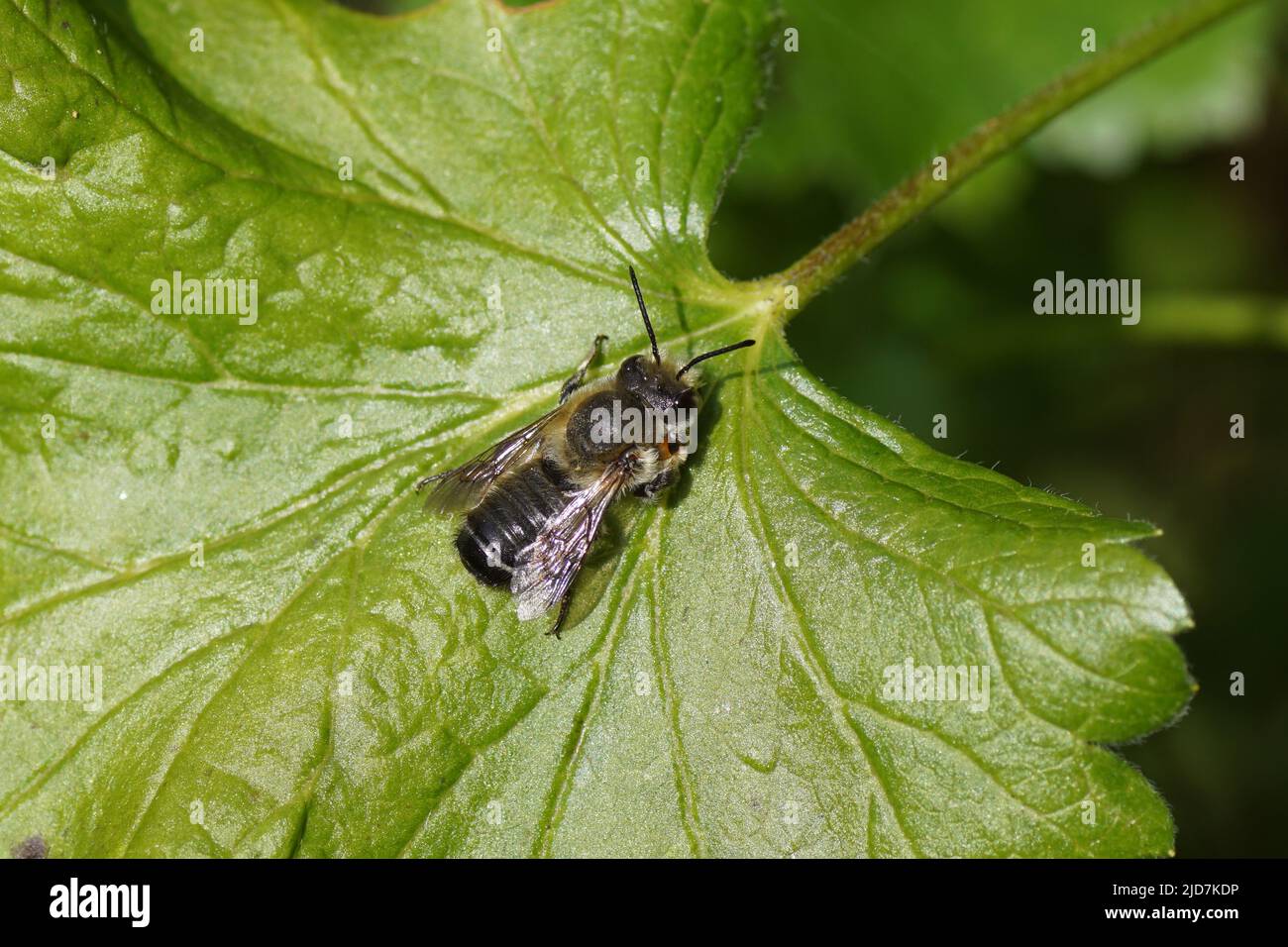 Close up Willughby's leaf-cutter bee (Megachile willughbiella), family mason bees (Megachilidae) on on a currant leaf, Dutch garden, June. Stock Photo