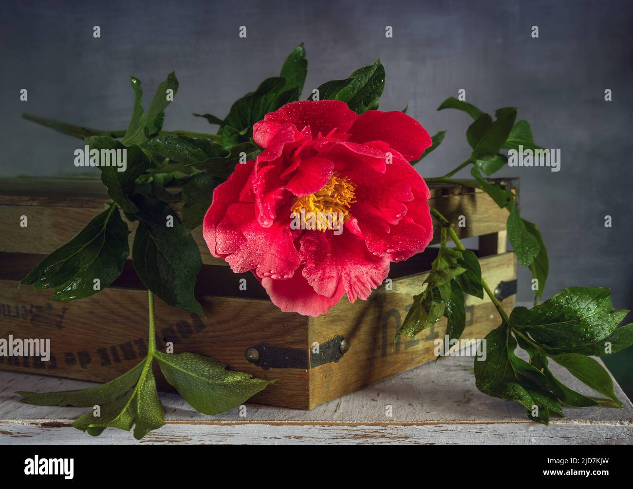 beautiful fresh cut peonies on the table Stock Photo Alamy