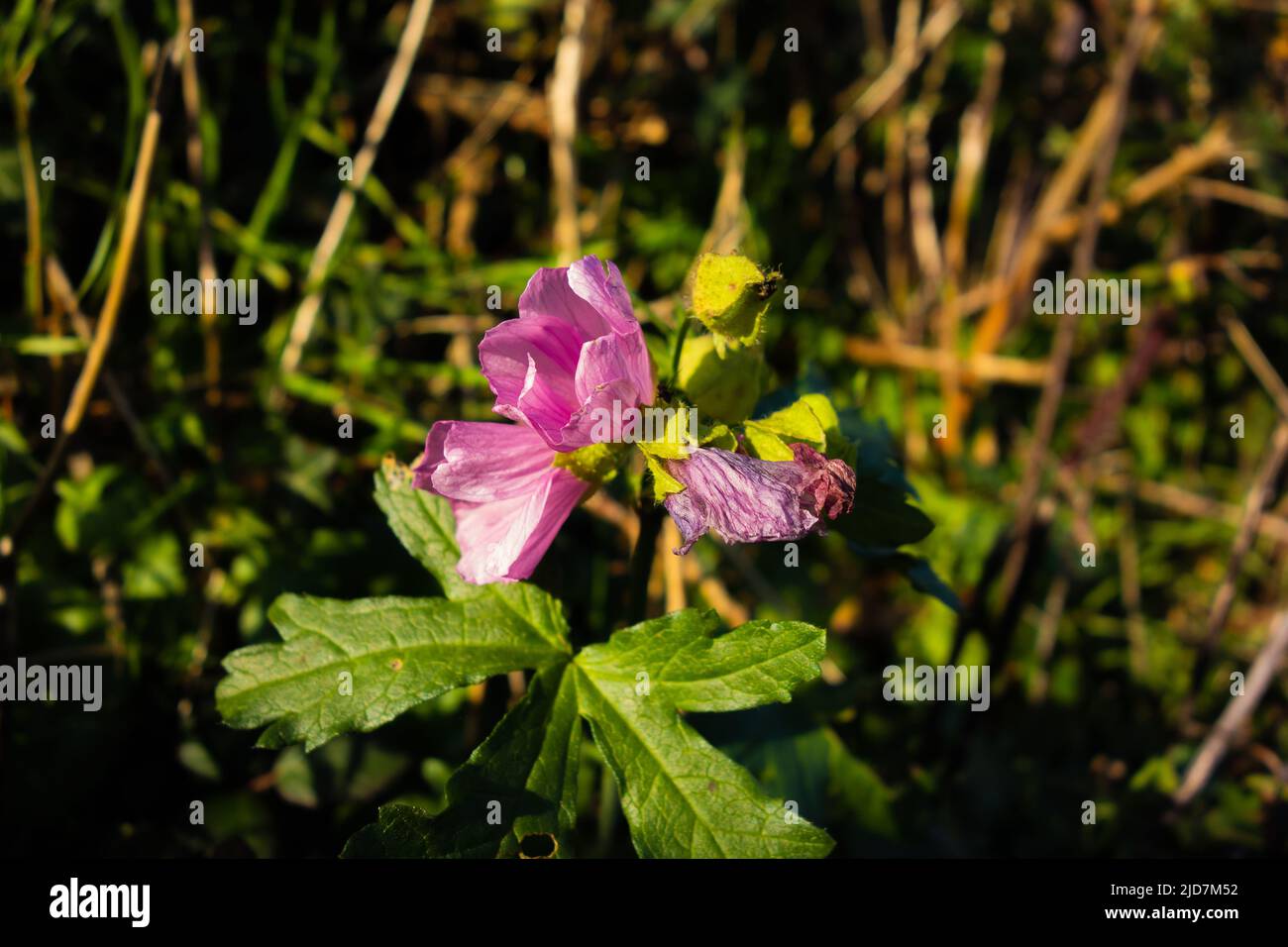 pink Autumn musk mallow (Malva moschata) with the evening sun on a ...