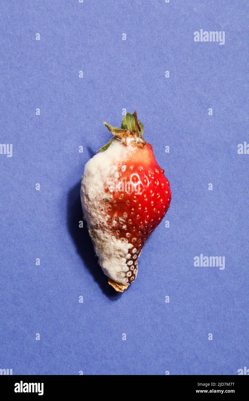 rotten strawberry on blue background.global hunger problem. copy space