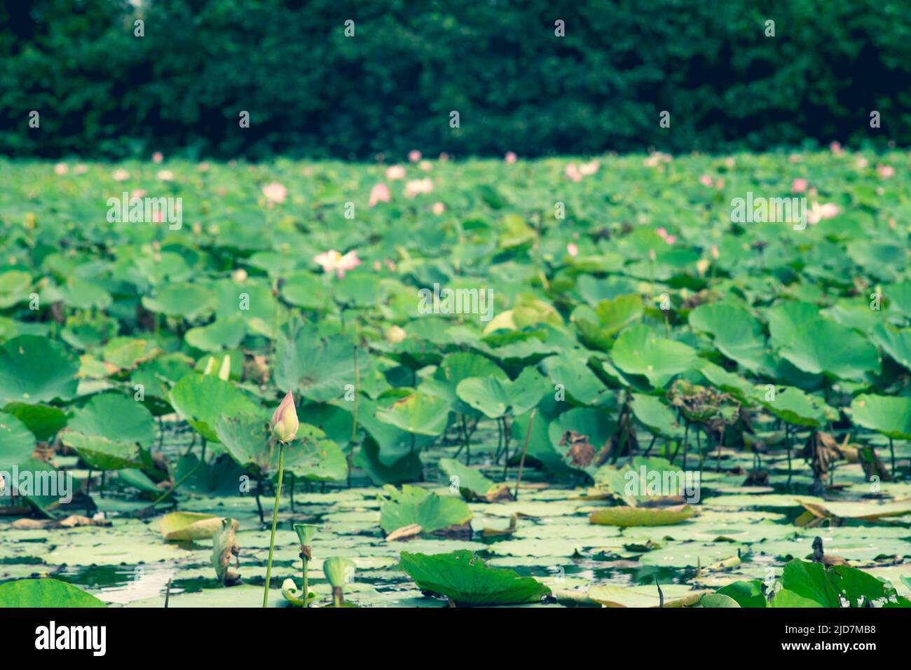 The lotus blooms in the morning in the swamp Stock Photo