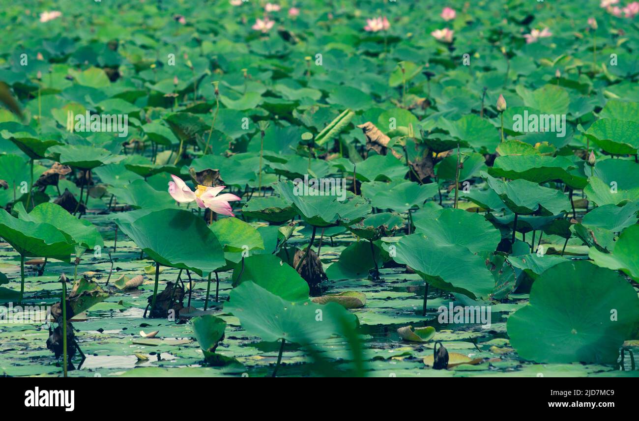 The lotus blooms in the morning in the swamp Stock Photo