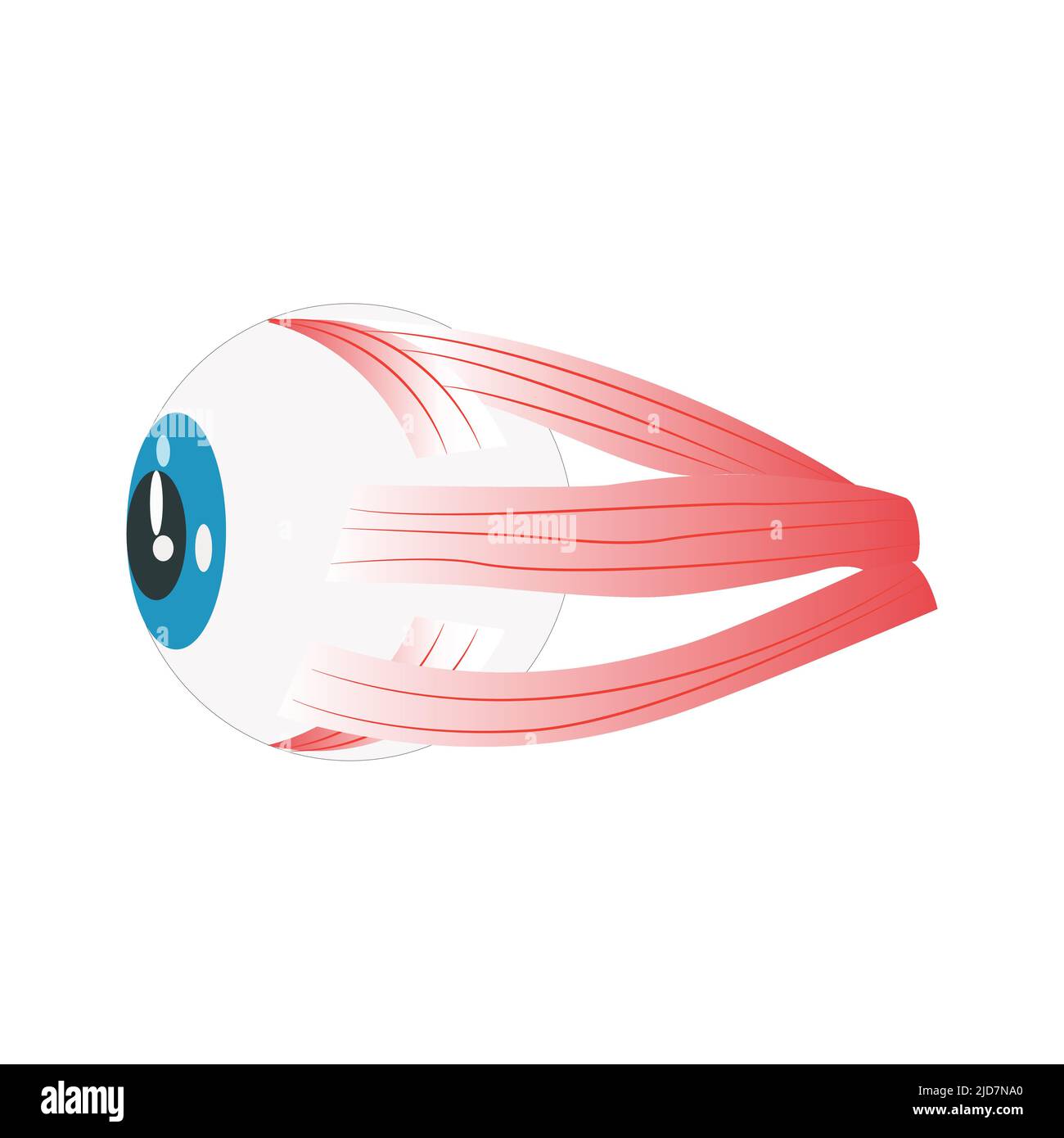 Components of the human eye. Illustration about Anatomy and Physiology. Stock Vector
