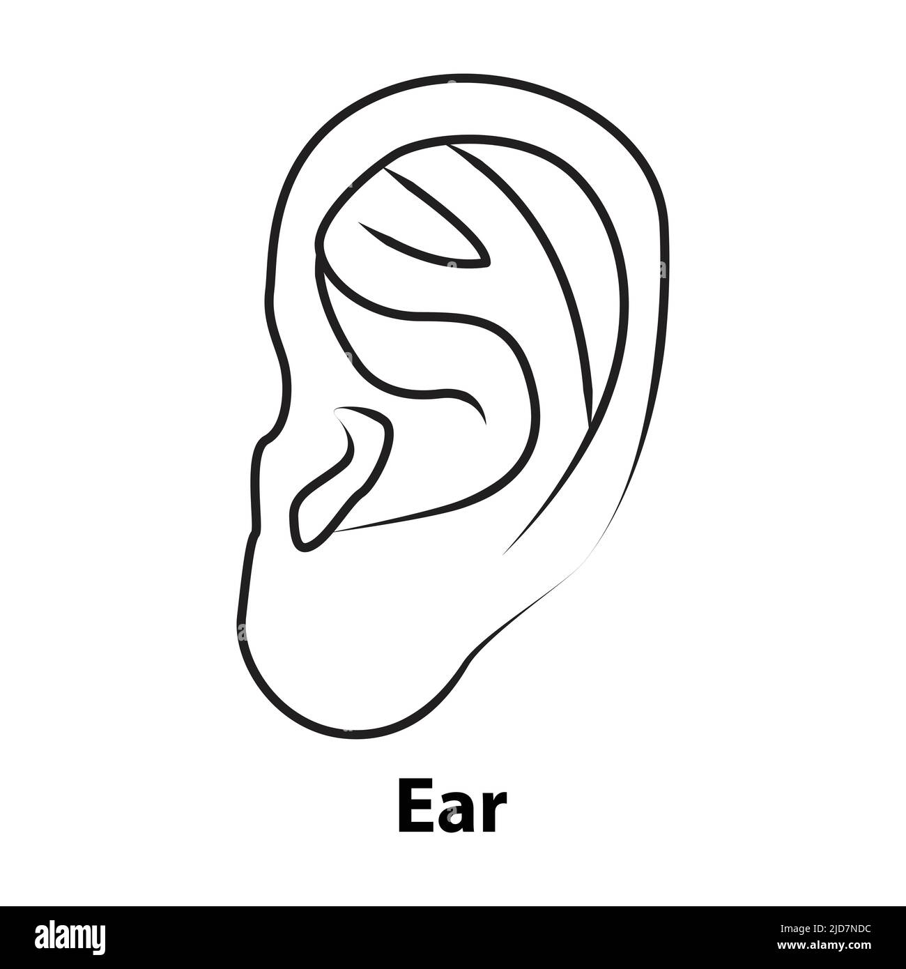 human ear outline. vector. on white background Stock Vector Image & Art