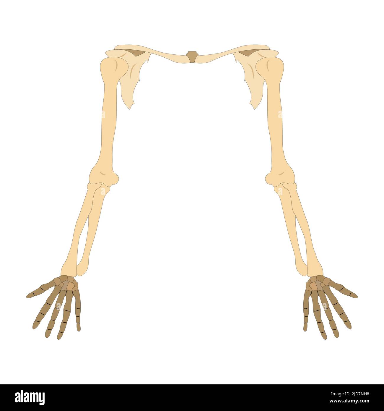 human hand bone. on white background. vector illustration Stock Vector