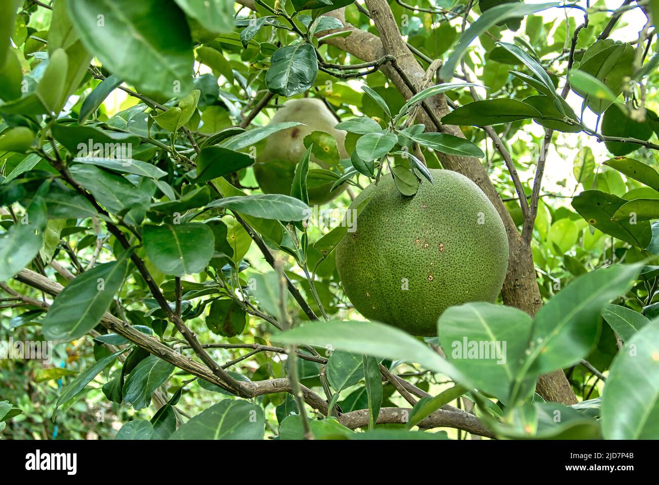 Pomelos growing on a tree in Thailand Stock Photo Alamy
