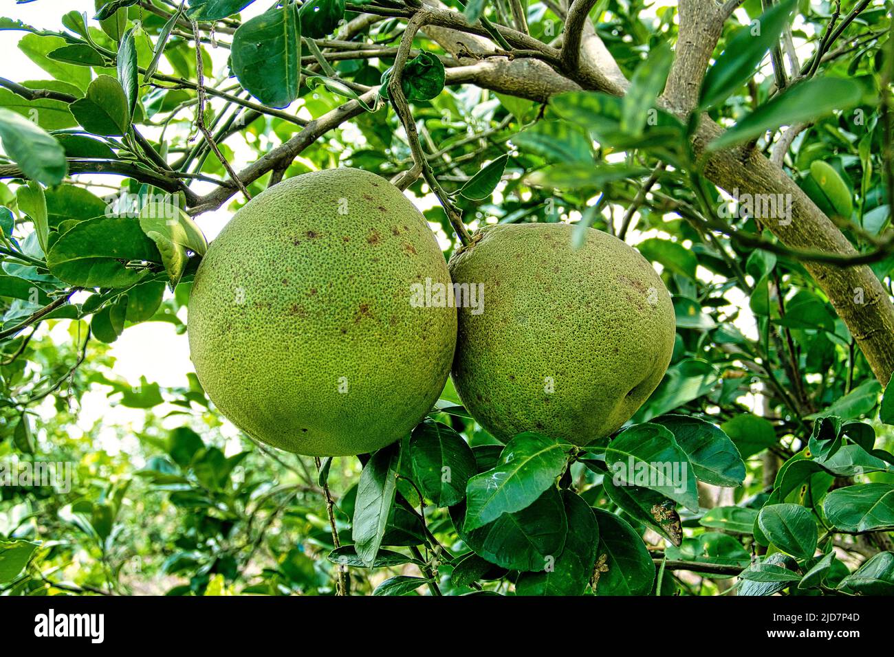 Pomelos growing on a tree in Thailand Stock Photo