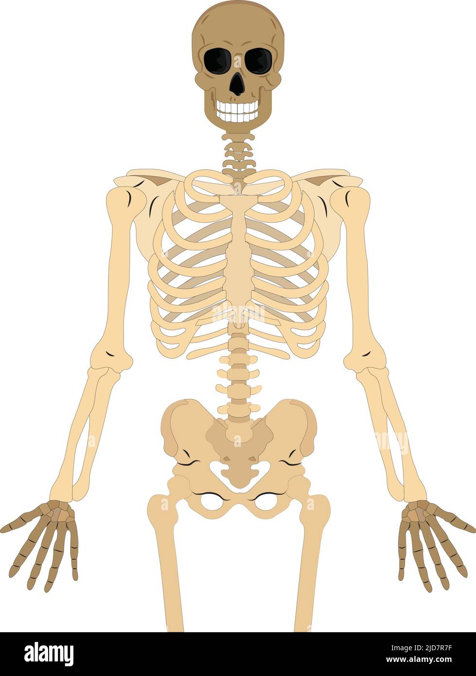 skeletal human bones isolated on white background. Vector illustration.  Illustration from vector about science and medical. Stock Vector