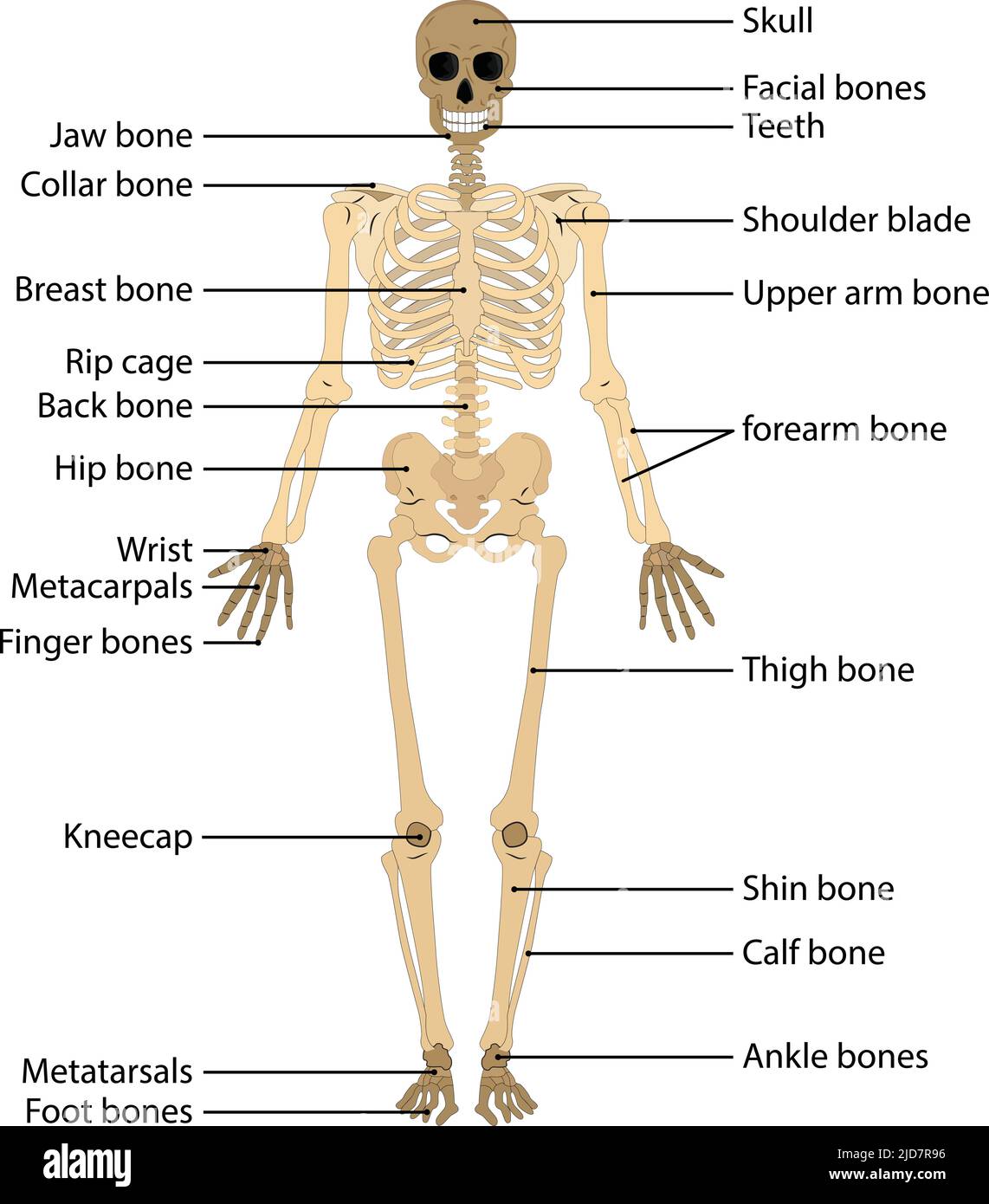 Skeletal System Sketch
