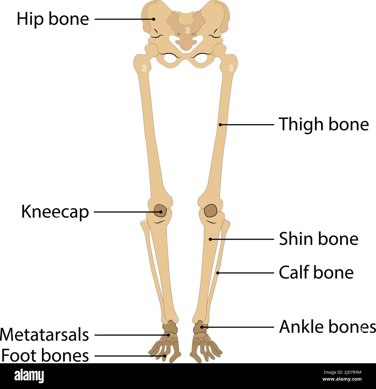 human body leg skeleton. vector illustration. on white background. human leg bone Stock Vector