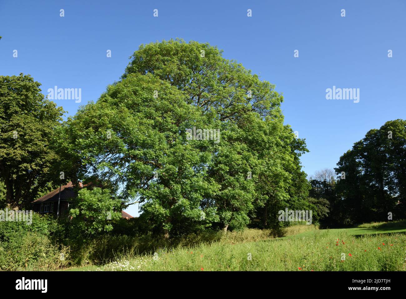Common or European ash tree, Hedon, East Yorkshire, England Stock Photo