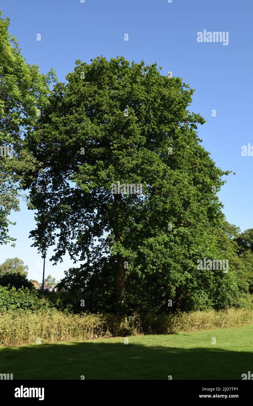 English oak tree, also known as the common or pedunculate oak, Hedon, East Yorkshire, England