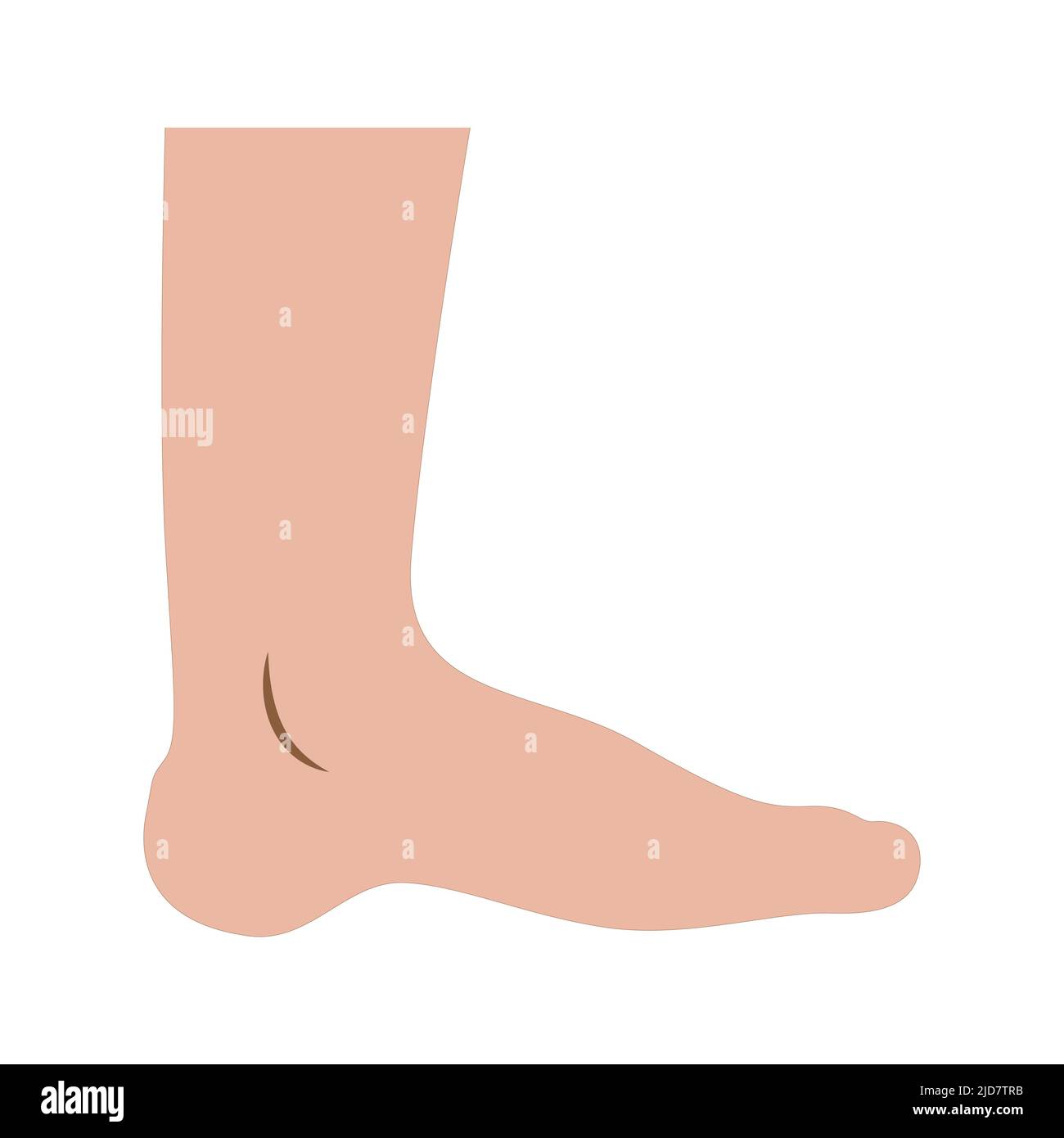 human leg. Vector illustration. on white background Stock Vector