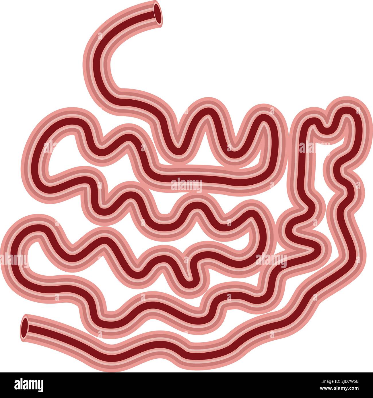 human internal organ small intestine. vector. on white background Stock Vector