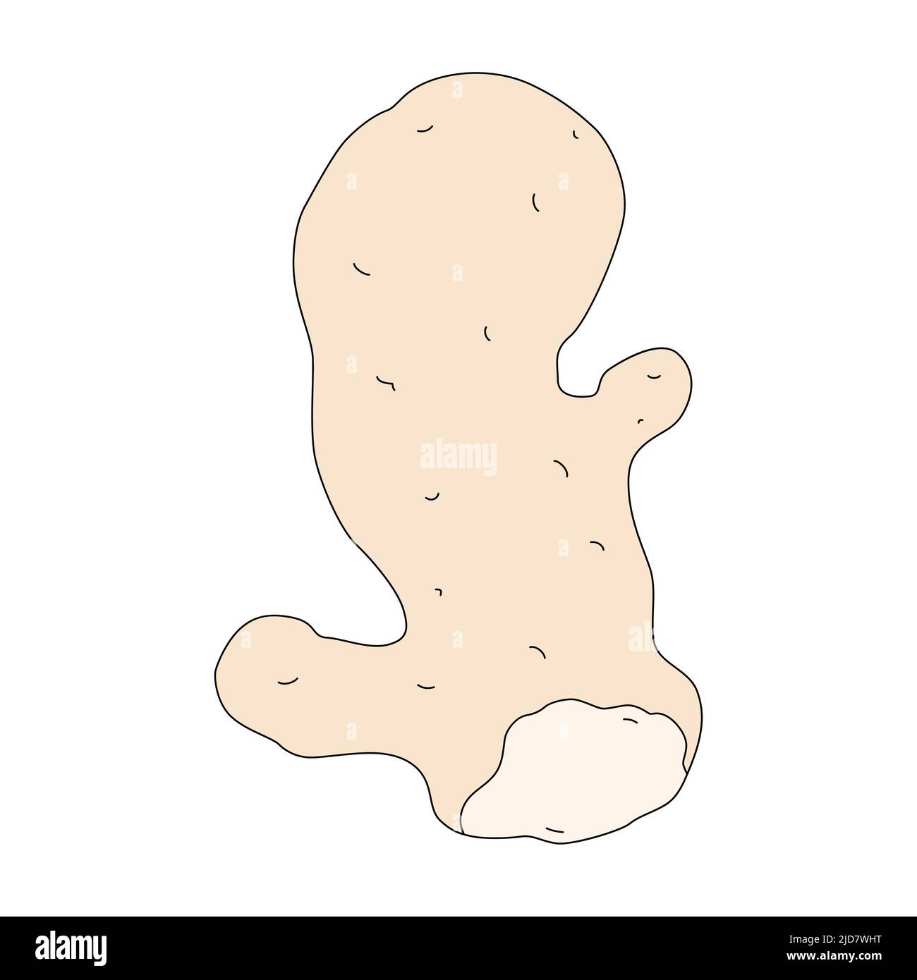 Vector illustration of ginger root in cartoon style. Picture of plant isolated on a white background Stock Vector