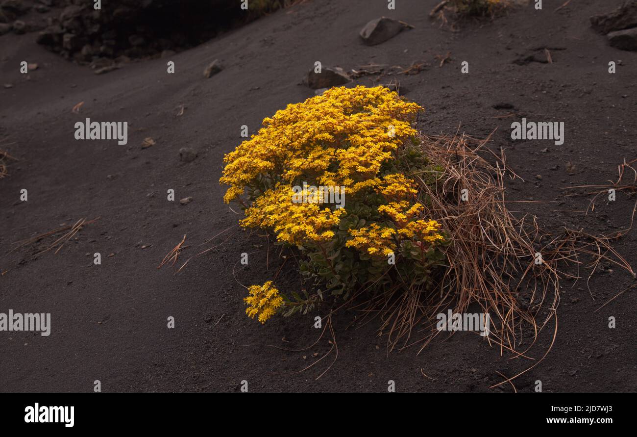 Flora of La Palma - flowering Aeonium spathulatum, plant endemic to Canary Islands, natural macro floral background Stock Photo