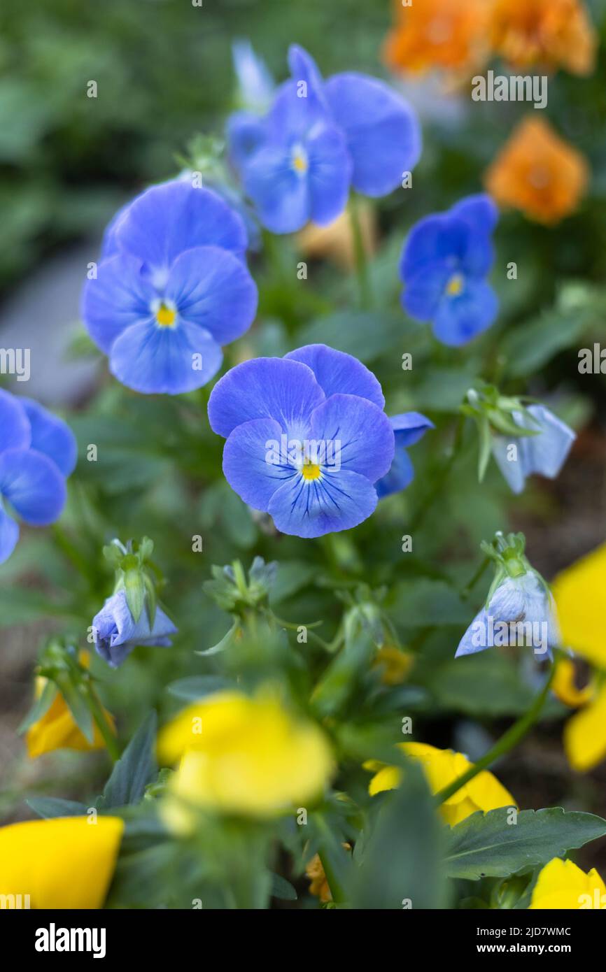 Pansy flower. Multi-colored Viola flowers planted near the trunk of a tree. Heartsease or Violet is a genus of flowering plants in the violet family Stock Photo