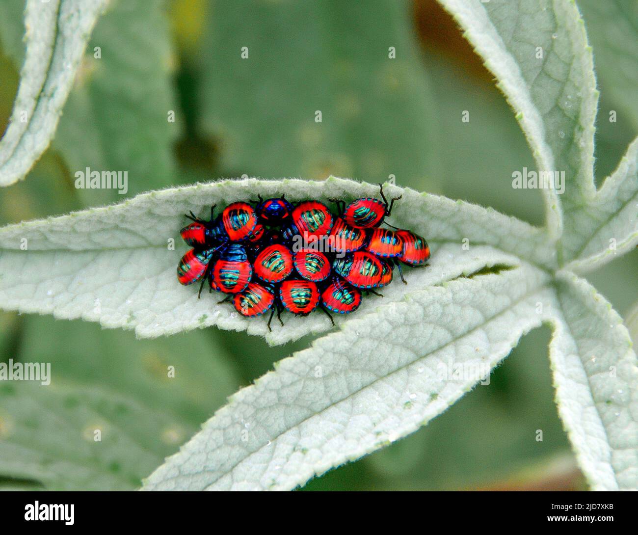 Cluster of bright red and blue Hibiscus Harlequin Bug nymphs (Tectocoris diophthalmus) on leaf of Cottonwood tree, Hibiscus tiliaceus, QLD, Australia Stock Photo