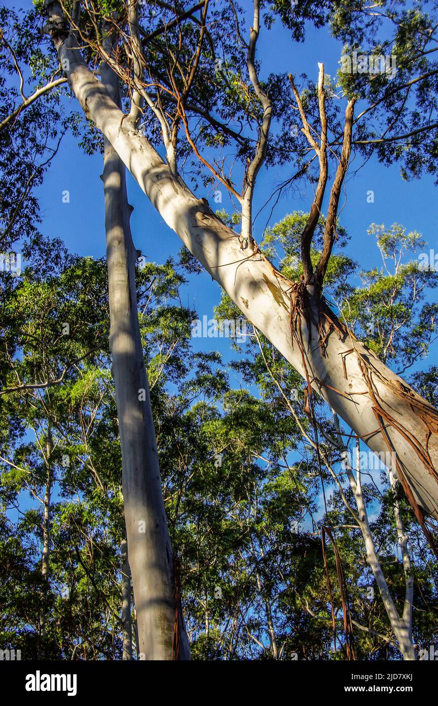 Looking up through canopy of subtropical rainforest with silver trunks of 2 leaning flooded gum trees, Eucalyptus grandis, Queensland, Australia. Stock Photo