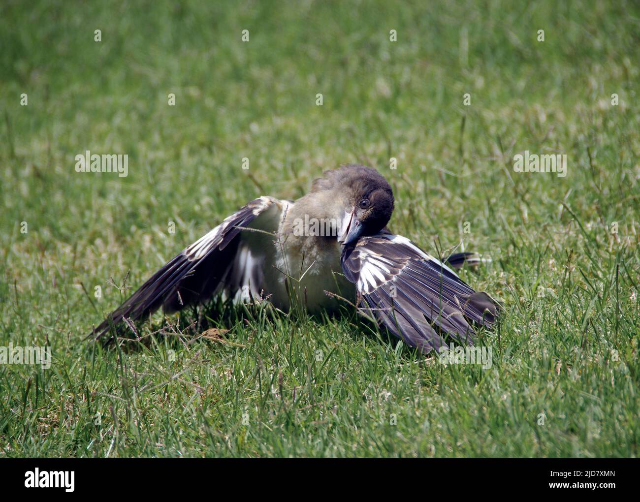Young pied butcherbird (Cracticus nigrogularis) sunbathing on lawn, to clear parasites, with wings spread and head on one side. Queensland, Australia. Stock Photo
