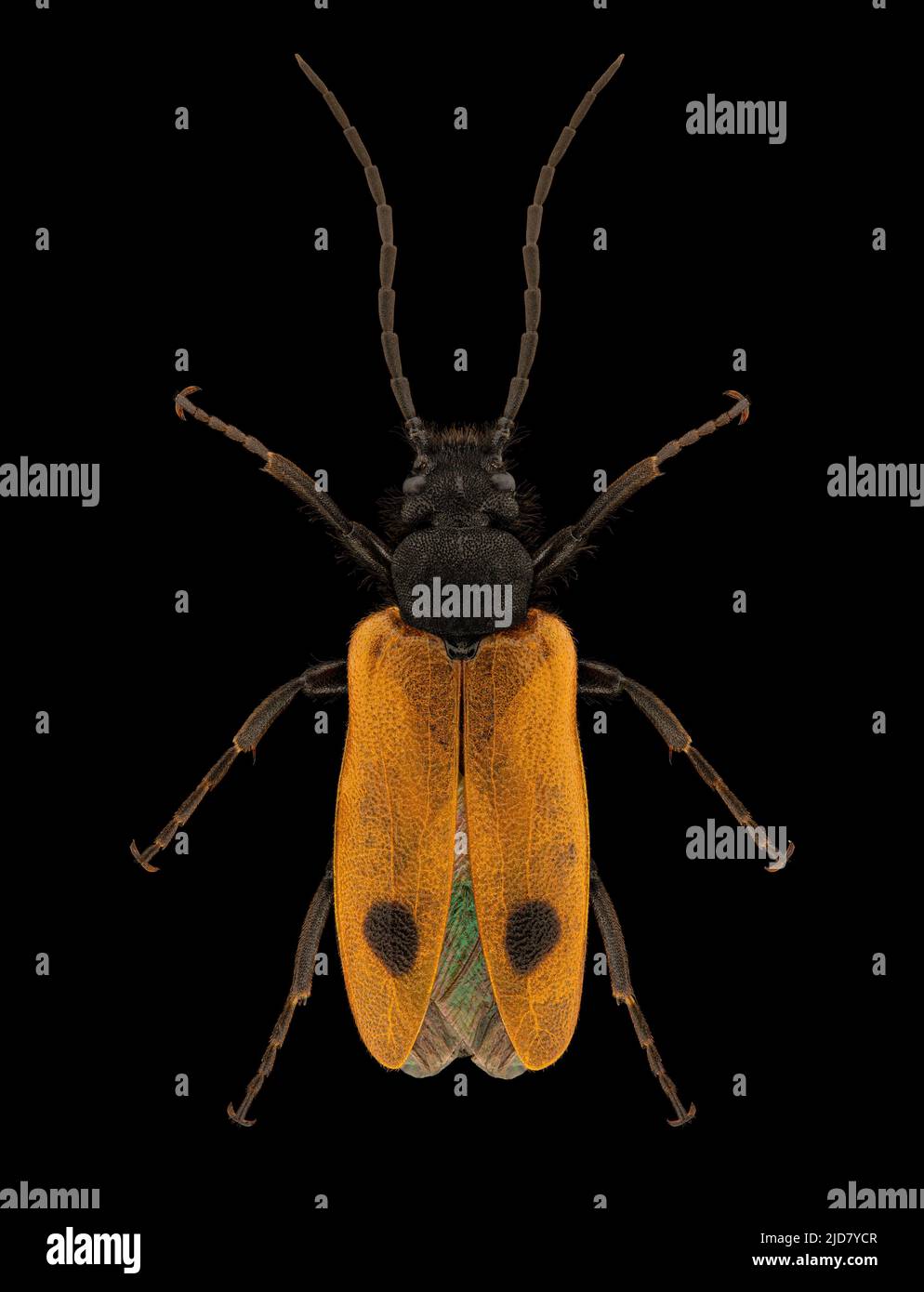 Early blister beetle (Apalus bimaculatus) entomology specimen with spreaded legs and antennae isolated on pure black background. Studio lighting. Macr Stock Photo