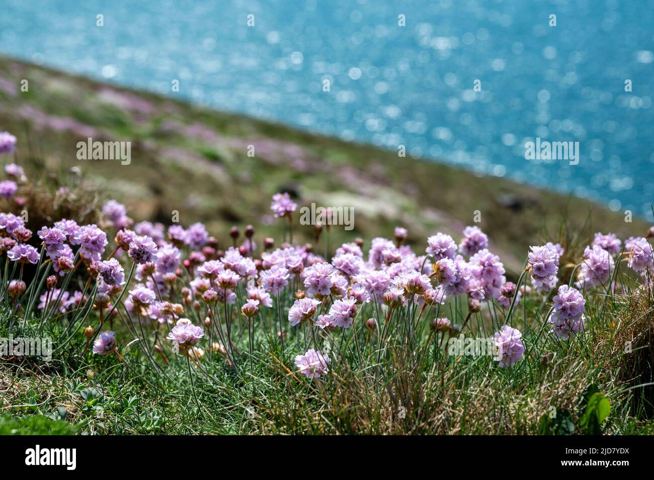 Swathes of sea pinks (Armeria Maritima) in the foreground and distant turquoise sea. South West Coast Path, North Cornwall. Stock Photo