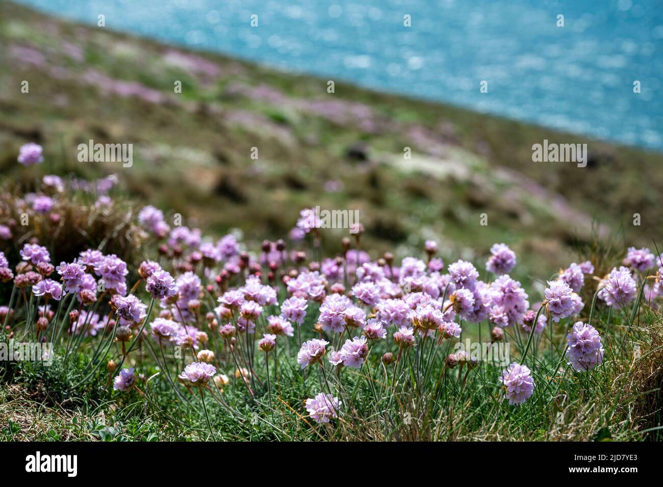 Swathes of sea pinks (Armeria Maritima) in the foreground and distant turquoise sea. South West Coast Path, North Cornwall. Stock Photo