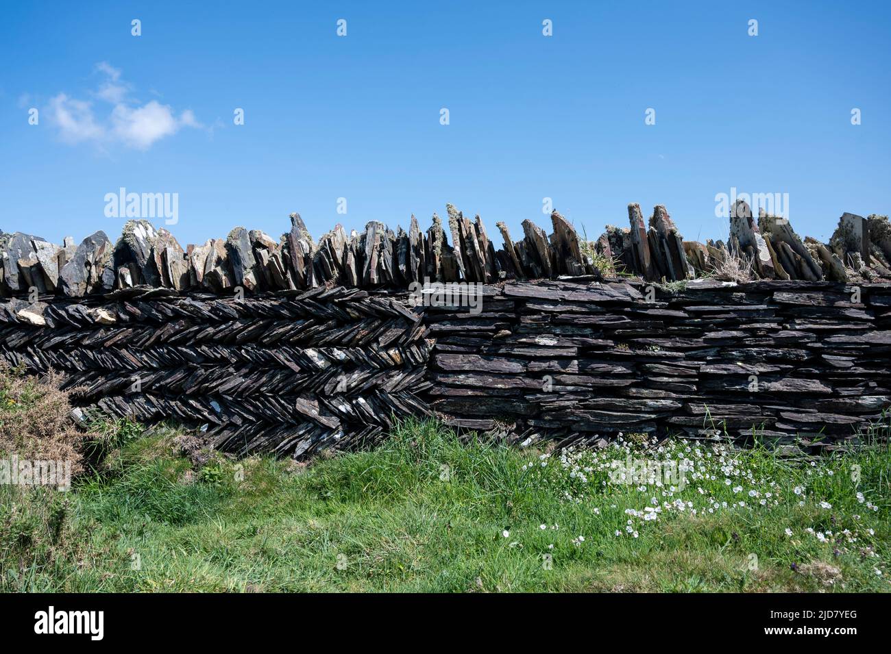 Cornish slate wall with herringbone pattern (known as 'curzyway') and horizontal slate pattern, for strength. South West Coast path, near Tintagel. Stock Photo