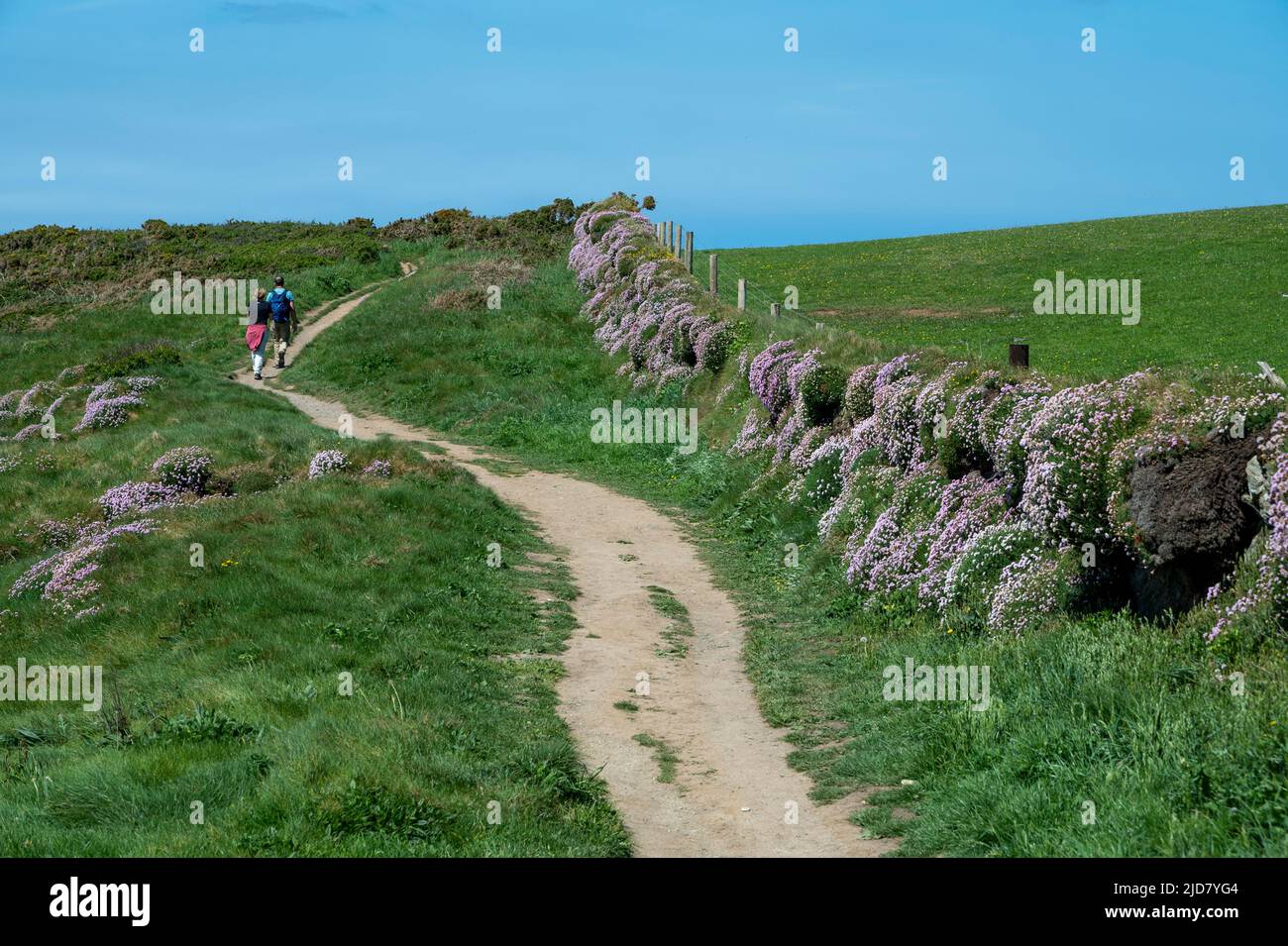 South West Coast Path above Trebarwith, North Cornwall, with swathes of sea pinks (Armeria Maritima) and a couple walking in the distance. Stock Photo