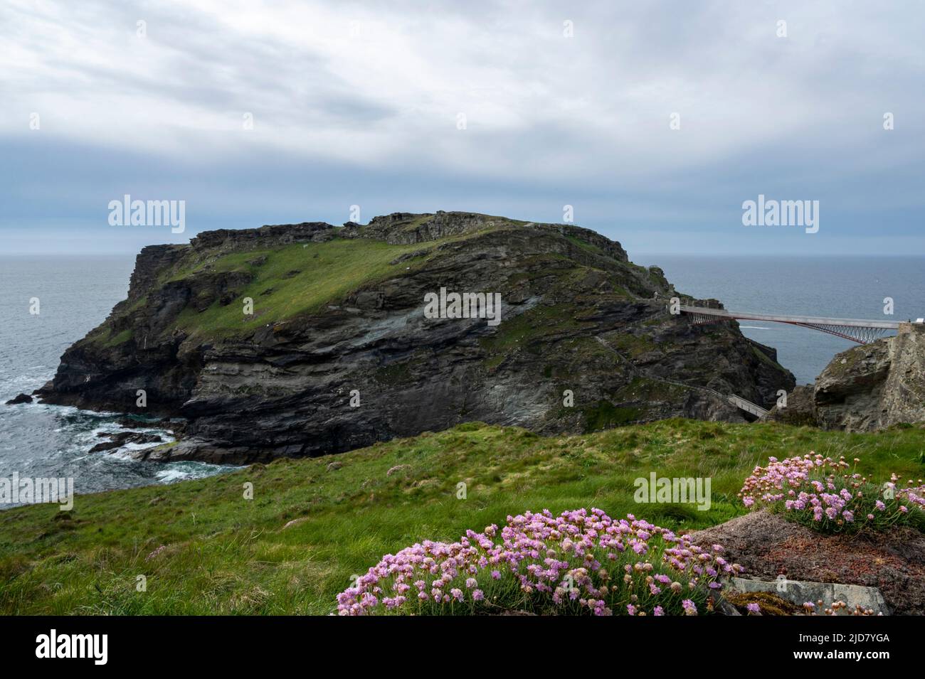 King Arthurs Castle Island with the new Tintagel Castle Bridge in springtime with sea pinks (Armeria maritima) in foreground. Stock Photo