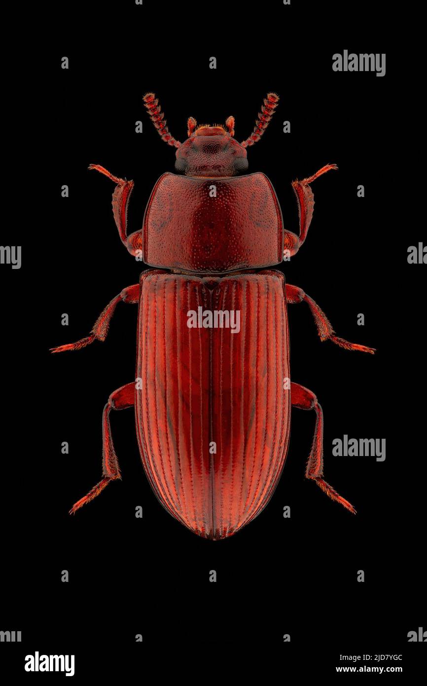 Darkling beetle (Uloma culinaris) entomology specimen with spreaded
