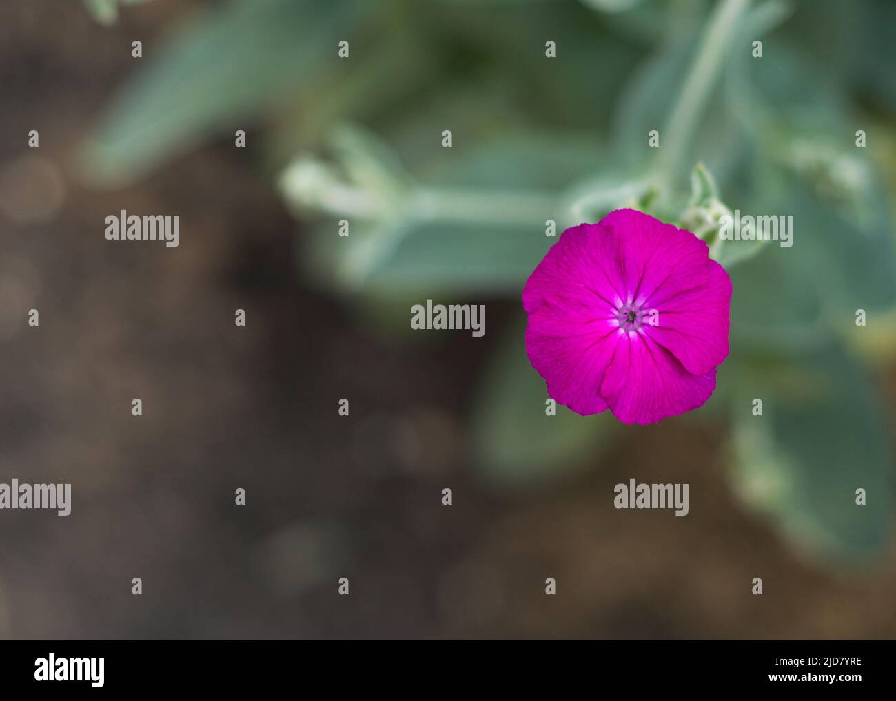 Purple blooming flower blur hi-res stock photography and images - Alamy