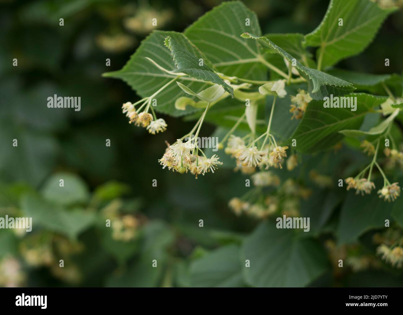 Lime yellow flower of Tilia cordata tree 2 Stock Photo Alamy