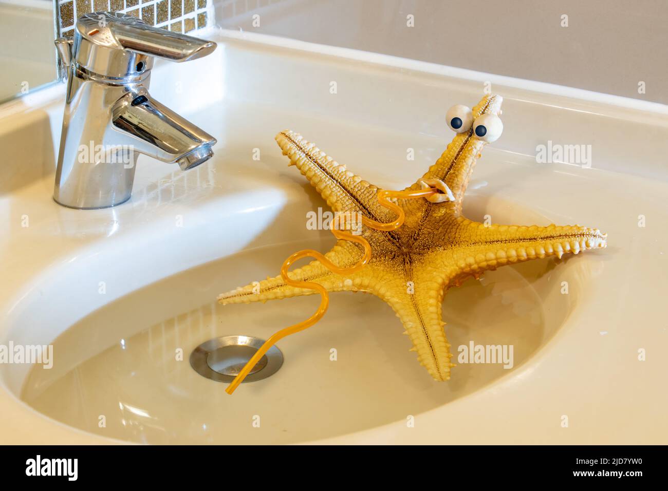 The starfish drinks water from the sink, where he relaxes Stock Photo