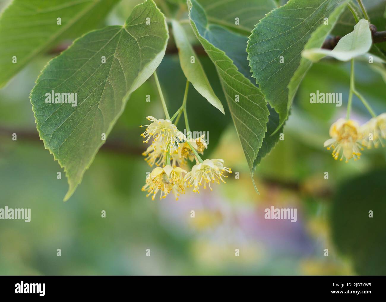 Lime yellow flower of Tilia cordata tree Stock Photo Alamy