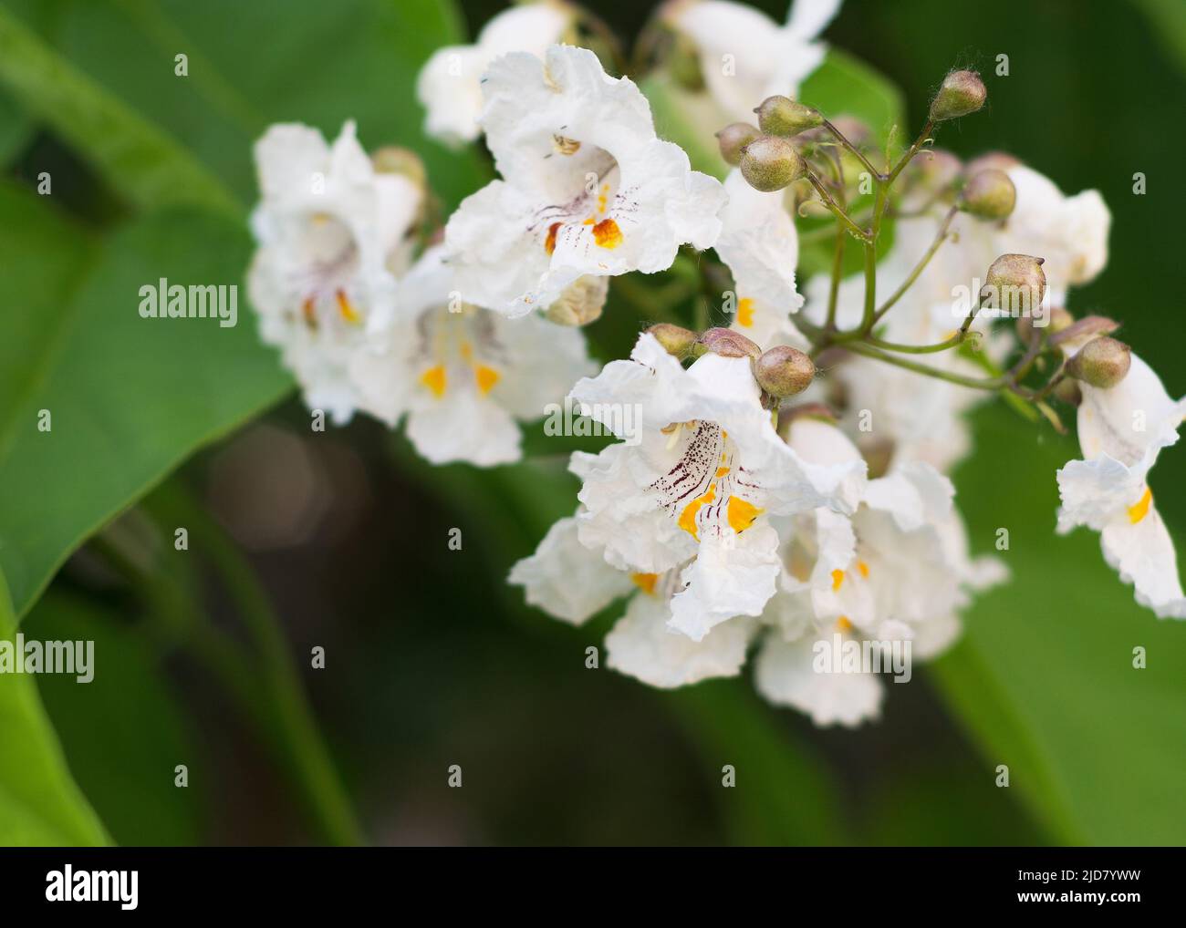 White flowers southern catalpa tree Stock Photo