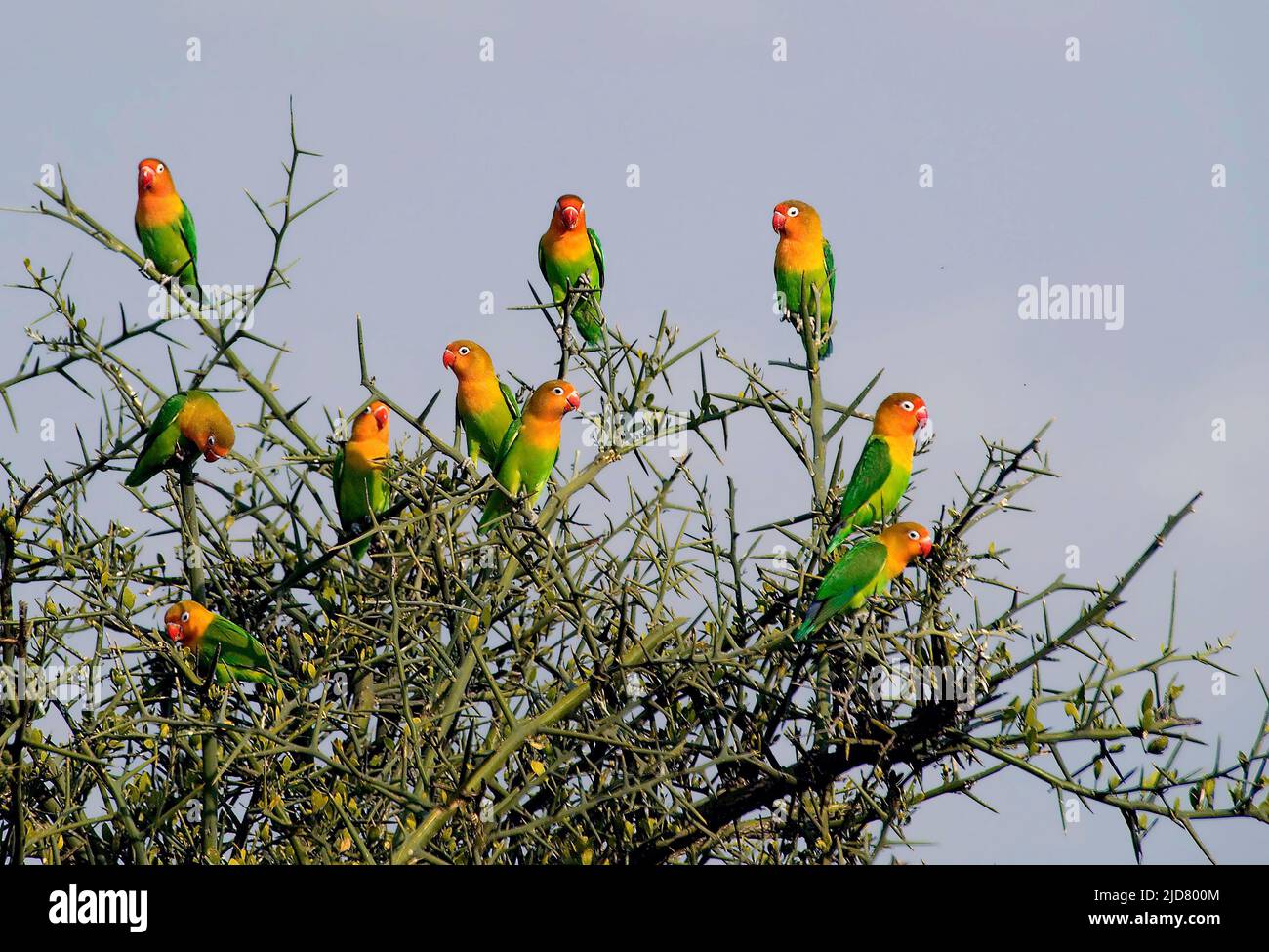 Lovebird bird hi-res stock photography and images - Alamy