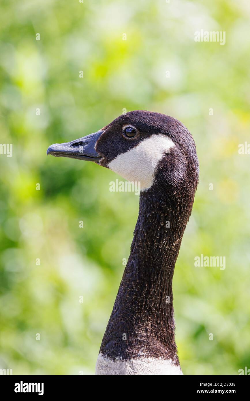 Canada goose leon bridge discount