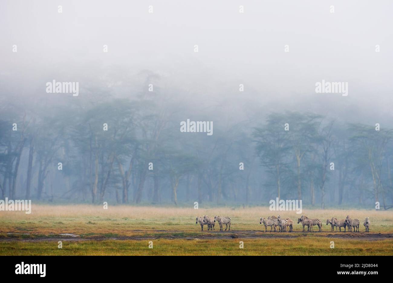 Common zebras resting in front of Yellow Fever Acasia forest at Lake Nakuru, kenya. Stock Photo
