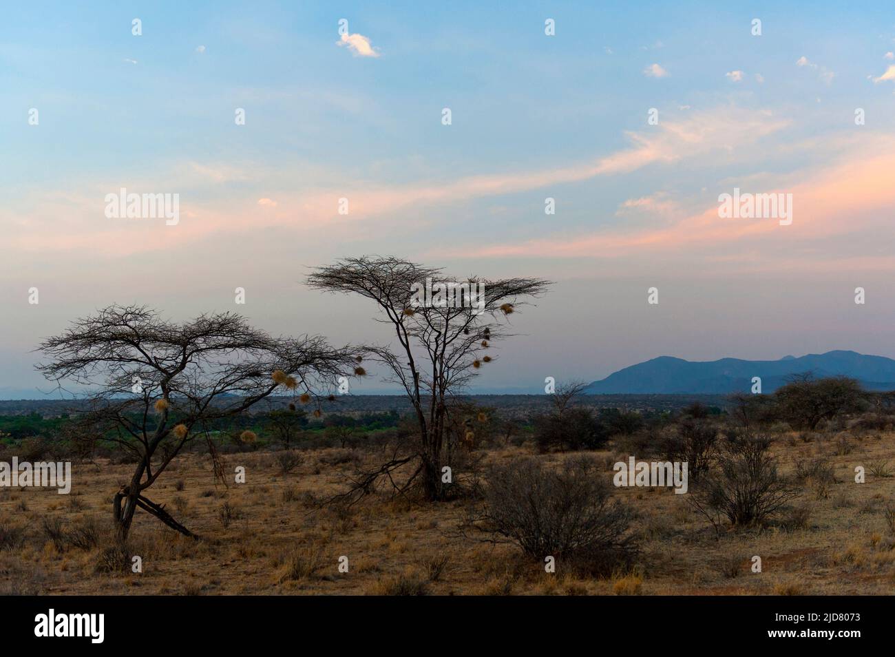 Samburu National Reserve early one morning in July. Stock Photo