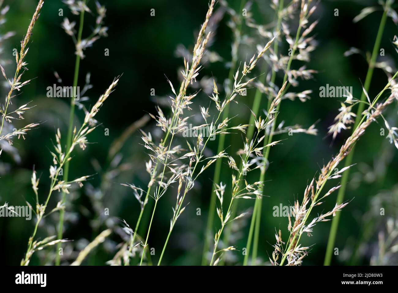 Grasses in summer, Warwickshire, England, UK Stock Photo