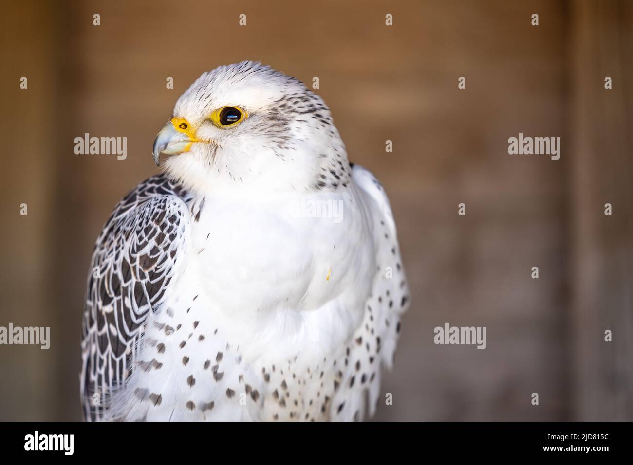 Gyrfalcon Falco rusticolus, the largest of the falcon species, is a ...