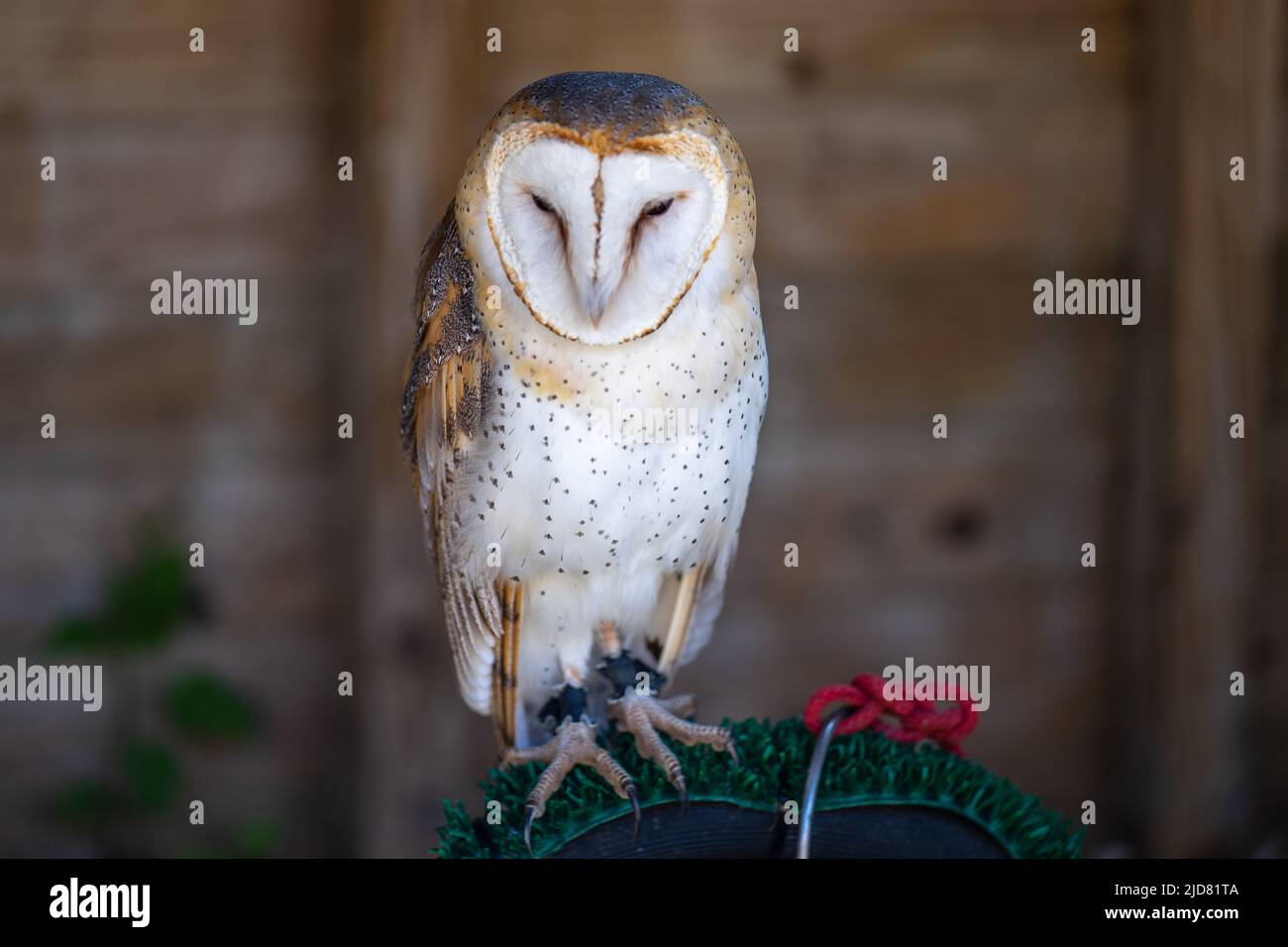 Barn owl Tyto alba is the most widely distributed species of owl in the ...
