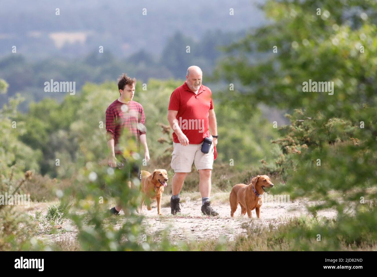 Thursley Common, Elstead. 19th June 2022. Cool conditions across the