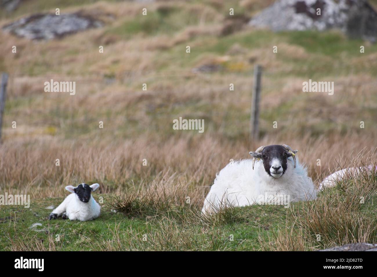 Upland sheep and lambs near Dun Carloway, Isle of Lewis, Outer Hebrides, Scotland, United Kingdom Stock Photo
