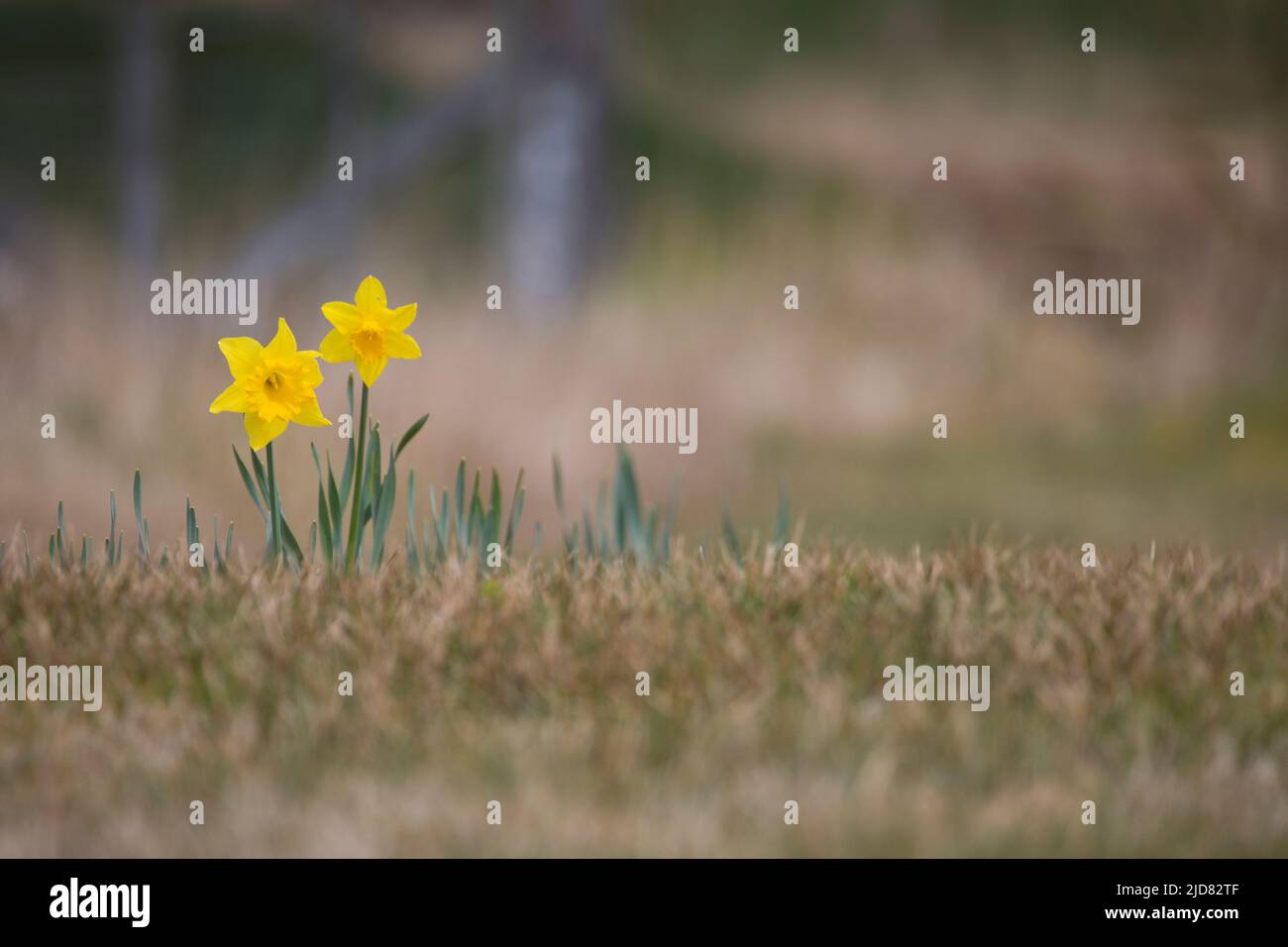 Daffodils in a rough grass field in spring, Isle of Lewis, Scotland, United Kingdom Stock Photo
