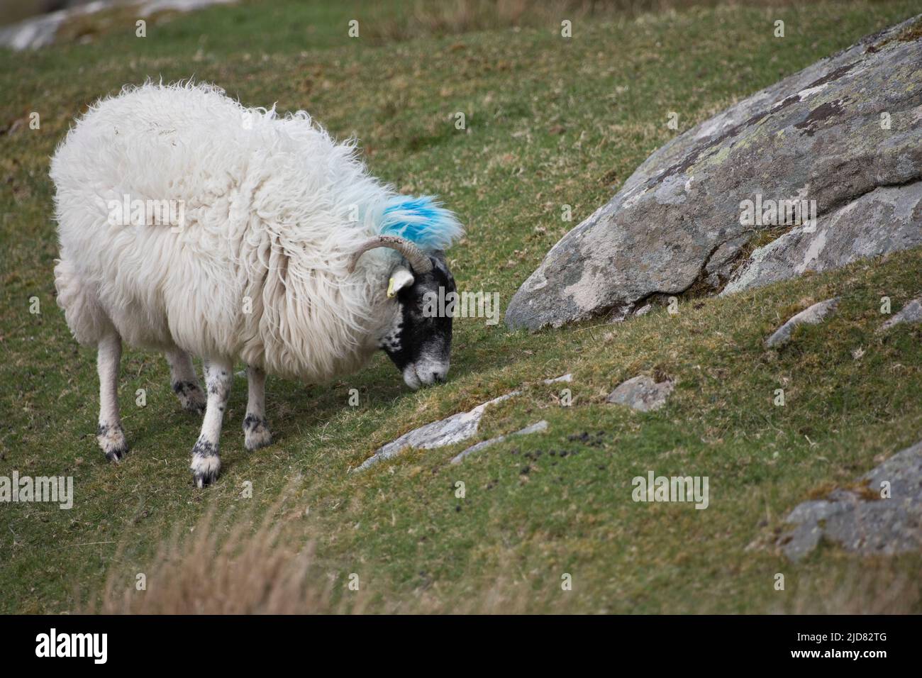 Upland sheep grazing in a grass field near Dun Carloway, Isle of Lewis, Outer Hebrides, Scotland, United Kingdom Stock Photo