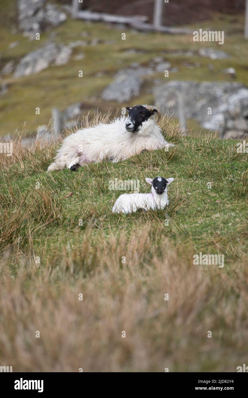 Upland sheep and her lamb near Dun Carloway, Isle of Lewis, Outer Hebrides, Scotland, United Kingdom Stock Photo