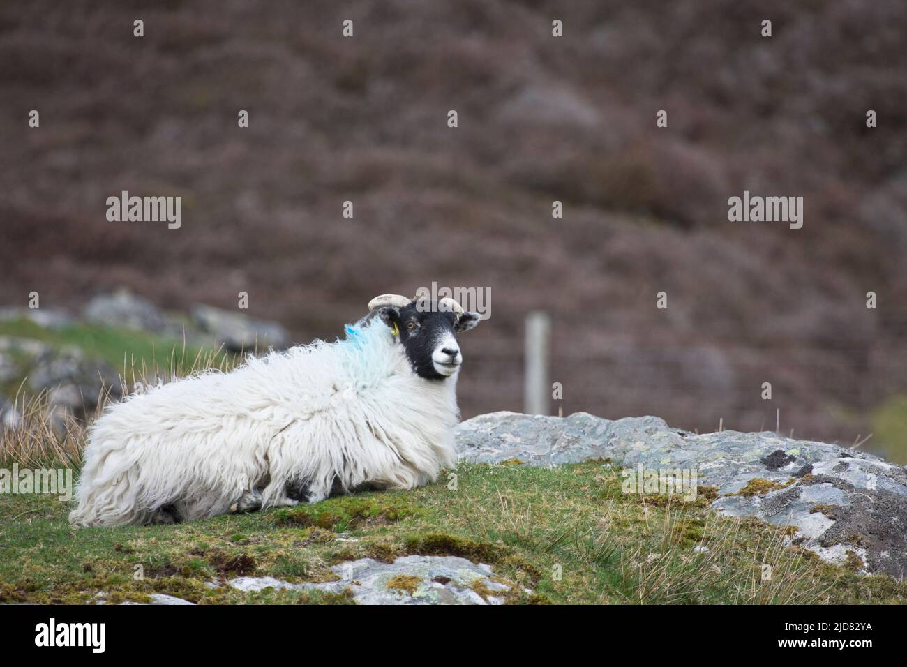 Upland sheep near Dun Carloway, Isle of Lewis, Outer Hebrides, Scotland, United Kingdom Stock Photo